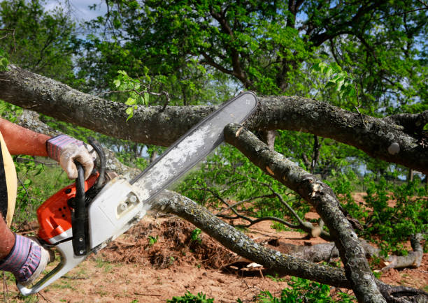 Dassel, MN Tree Care Services Company